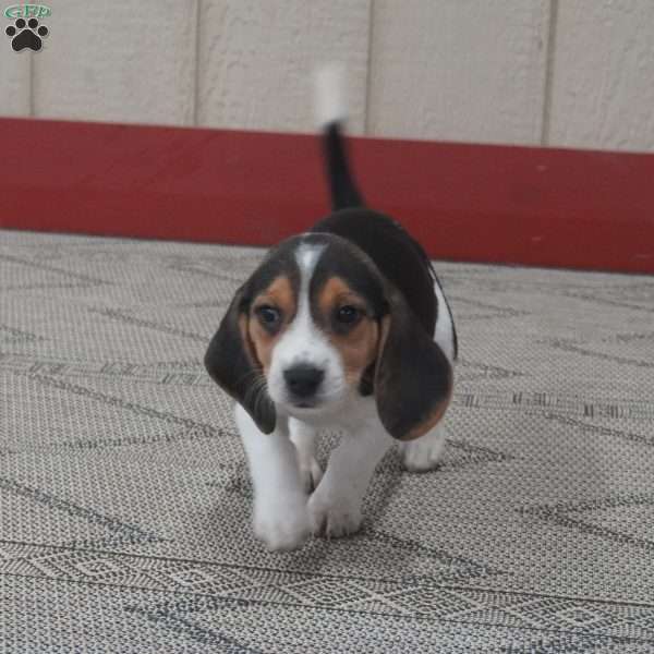 Poppy, Beagle Puppy